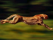 Le guépard : l'animal le plus rapide sur Terre